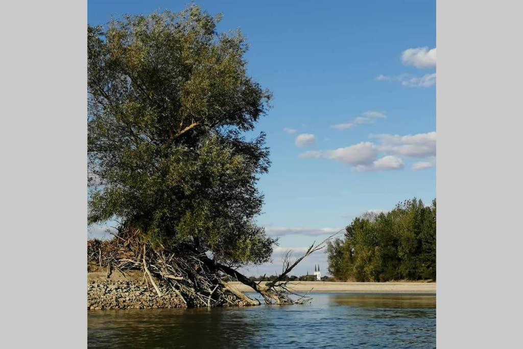 Danube Fairy Villa Futak Kültér fotó